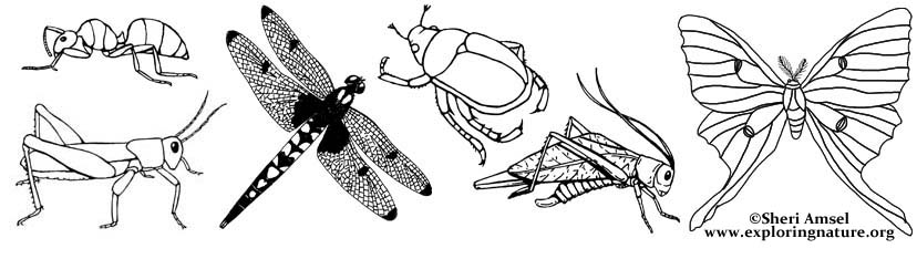 Insect coloring pages