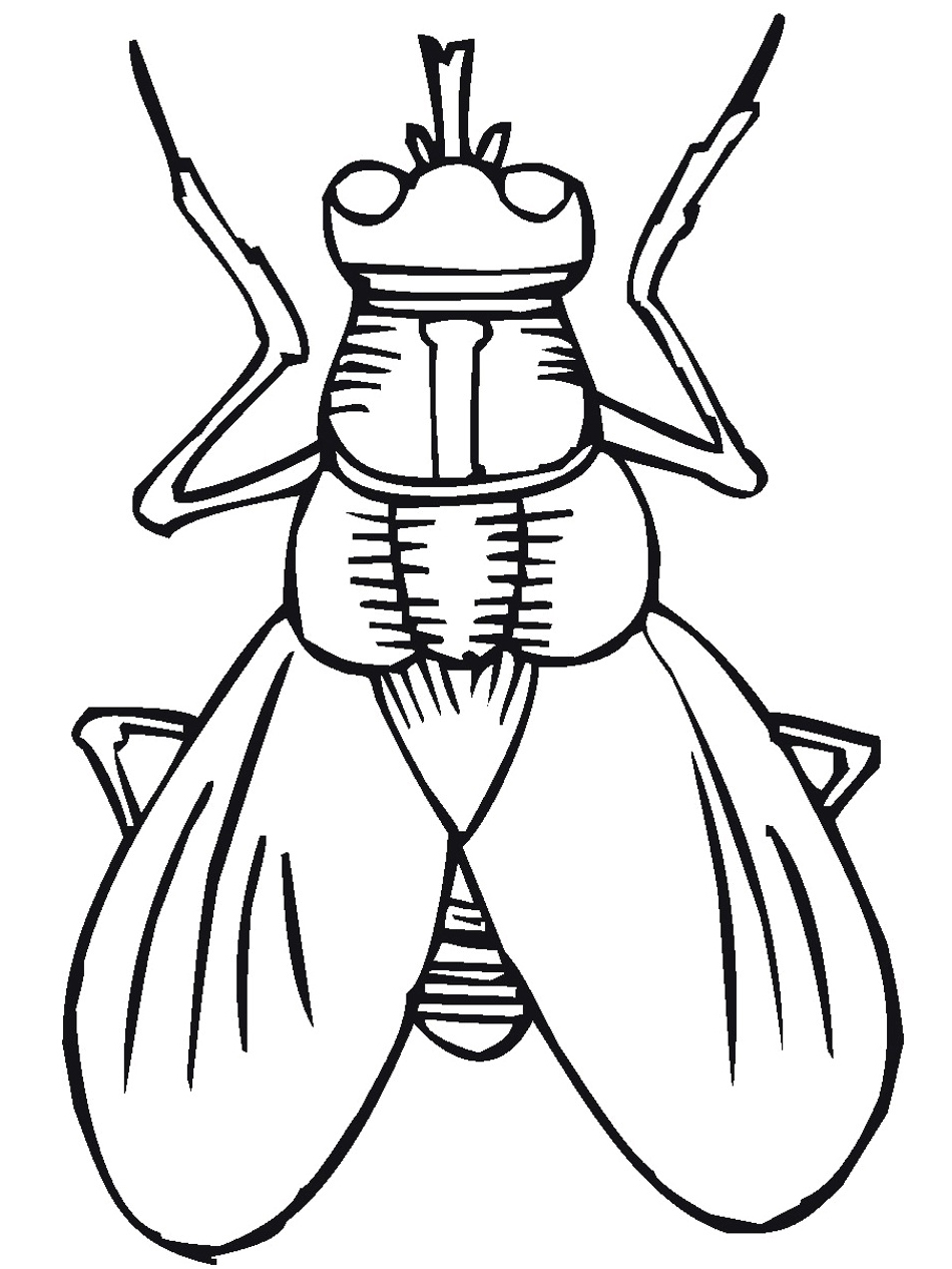 Insect coloring pages