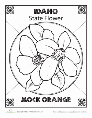 Idaho state flower worksheet education idaho state art lessons middle school idaho