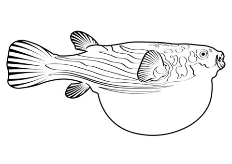 Fahaka pufferfish tetraodon lineatus coloring page free printable coloring pages