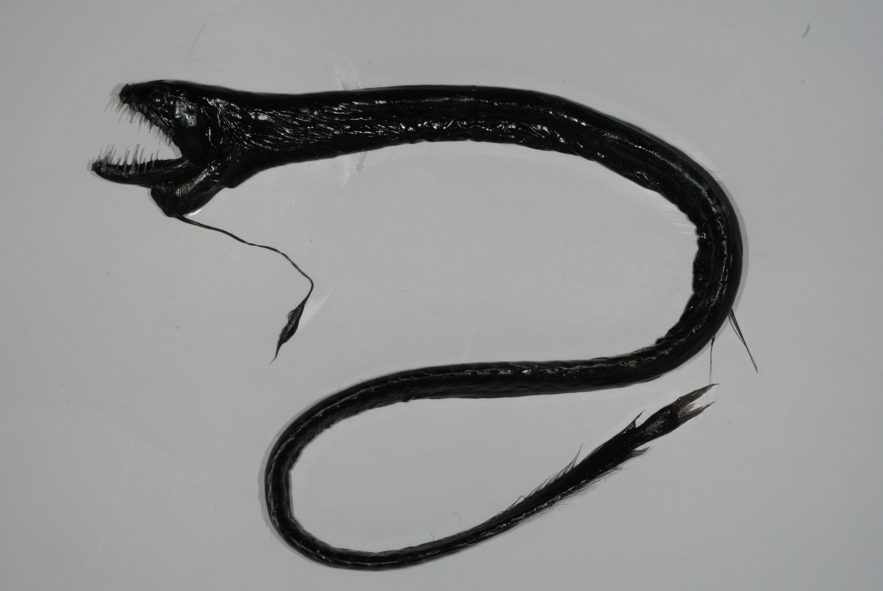 Idiacanthus atlanticus aka black dragonfish deep sea animals dragon fish weird sea creatures