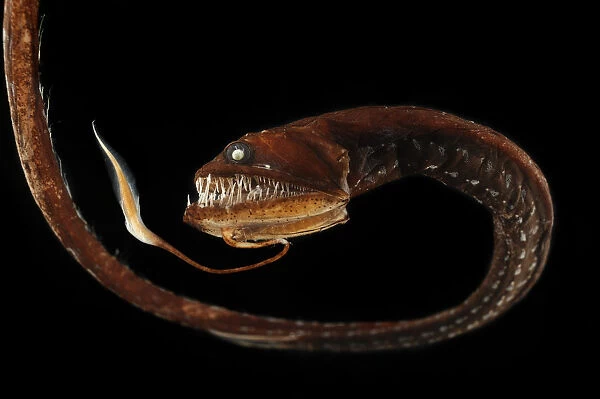 Black dragonfish b fishes animals collection for sale as framed prints photos wall art and photo gifts