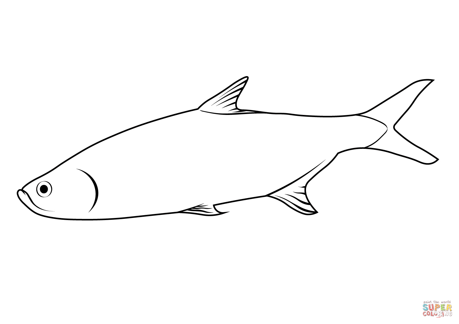 Atlantic tarpon megalops atlanticus coloring page free printable coloring pages