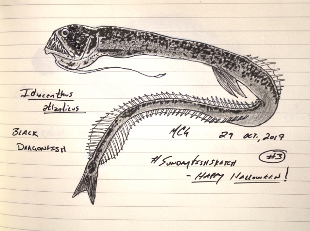 Idiacanthus atlanticus black dragonfish sundayfishsketch halloween â michelle c gilbert