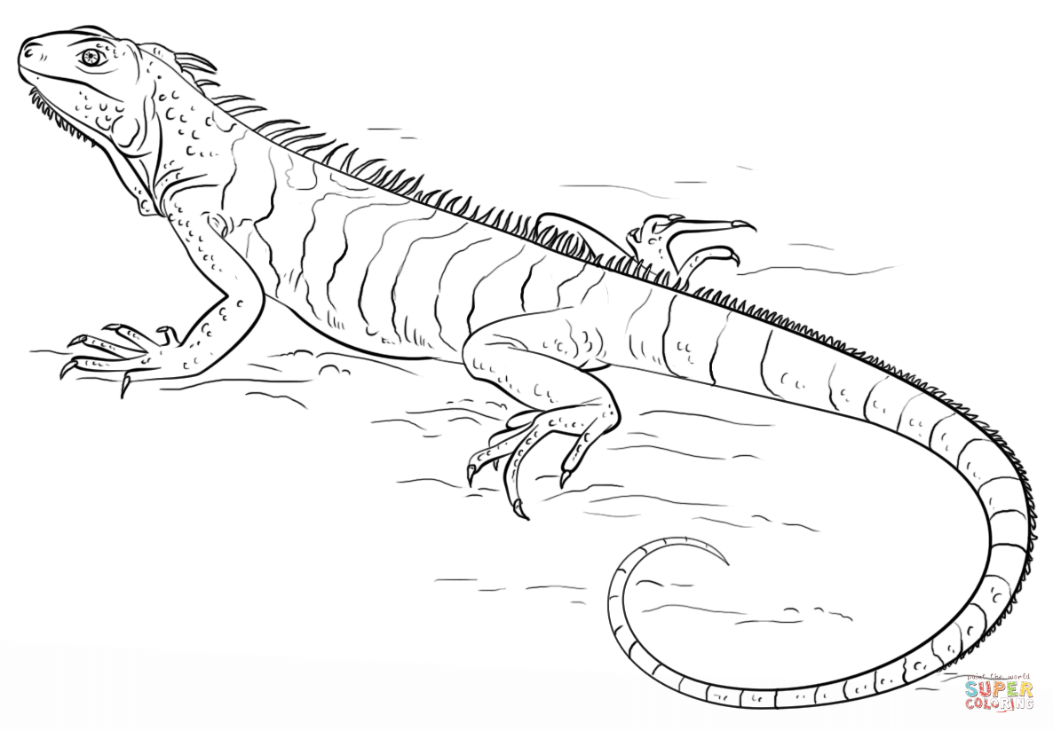 Iguana coloring page free printable coloring pages