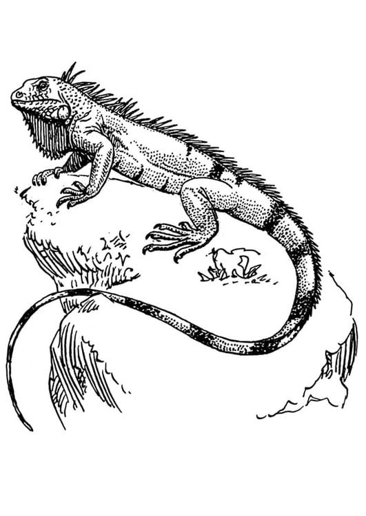 Coloring page iguana