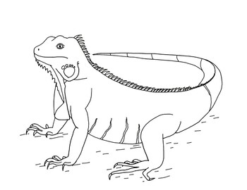 Green iguana coloring page by mama draw it tpt