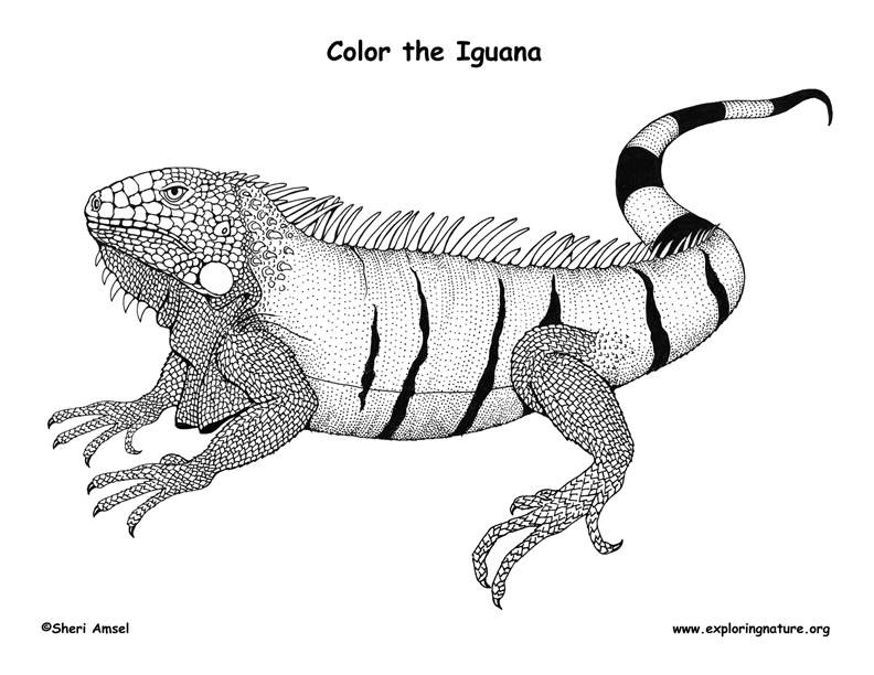 Iguana coloring page