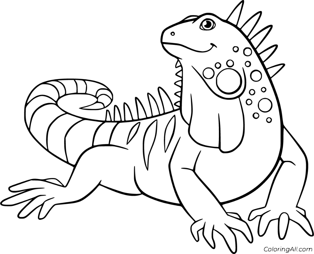 Free printable iguana coloring pages in vector format easy to print from any device and automatically fit any paper â coloring pages iguana cartoon drawings