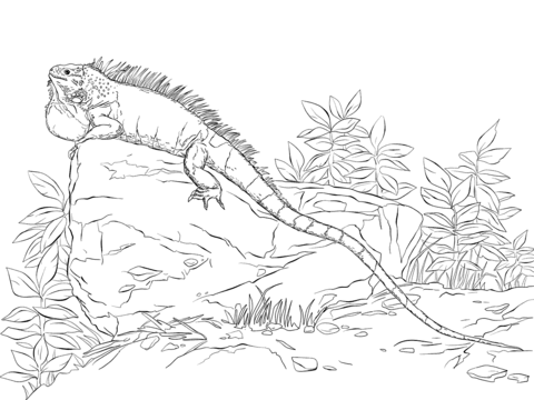 Realisitc green iguana coloring page free printable coloring pages