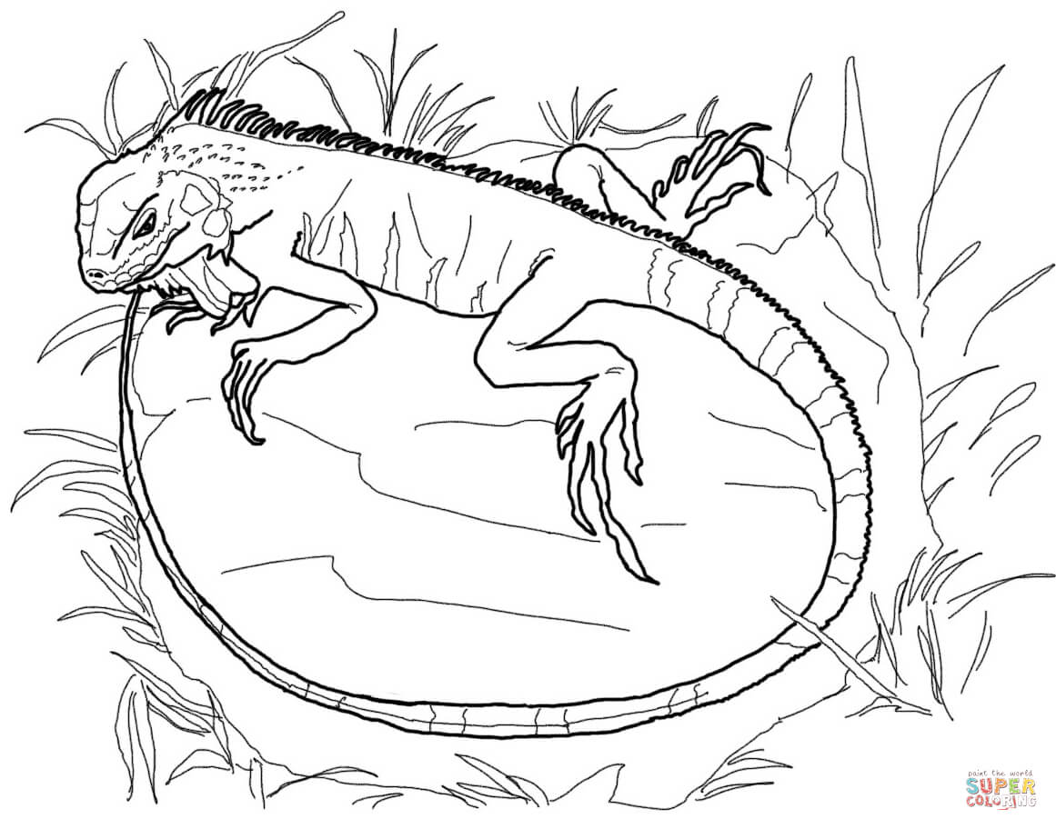 Green iguana coloring page free printable coloring pages