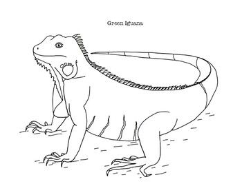 Green iguana coloring page green iguana coloring pages iguana