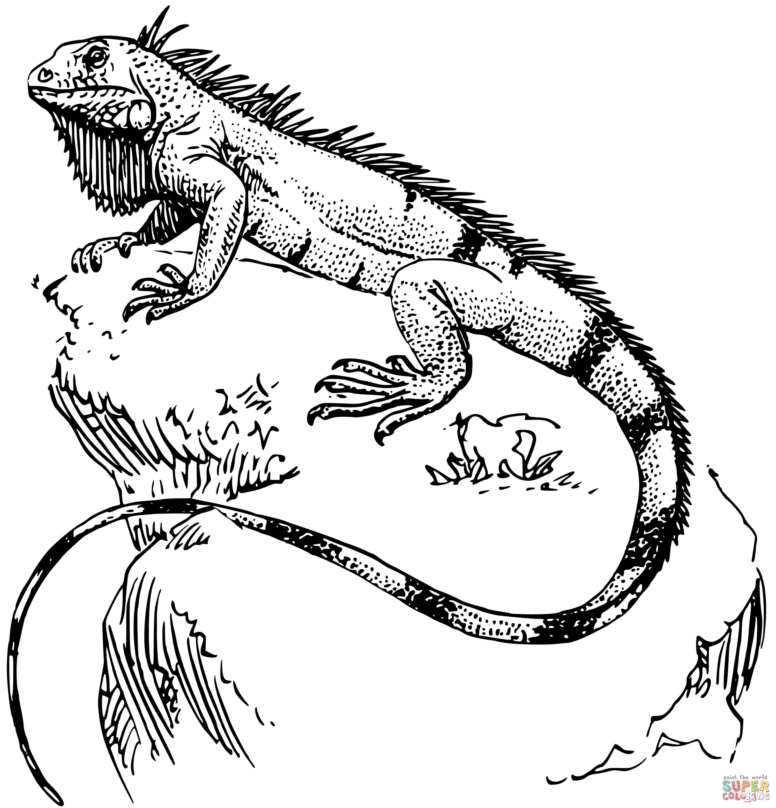 Iguana coloring page free printable coloring pages