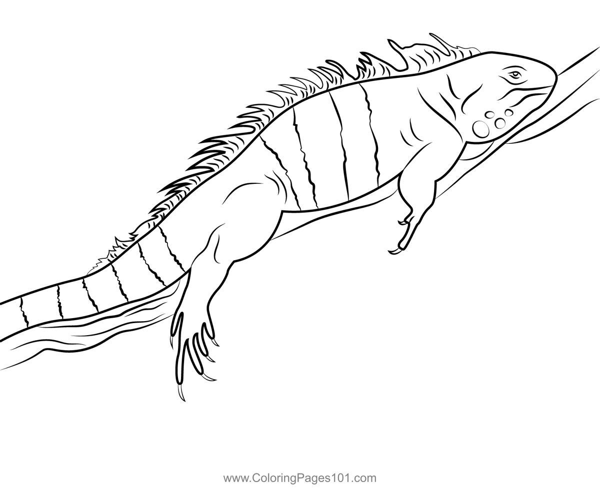 Green iguana coloring page green iguana coloring pages iguana