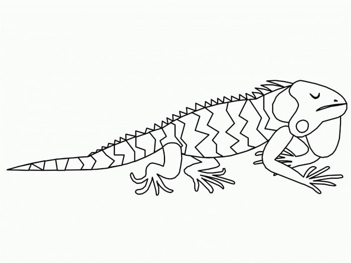 Animal colouring pages free download print