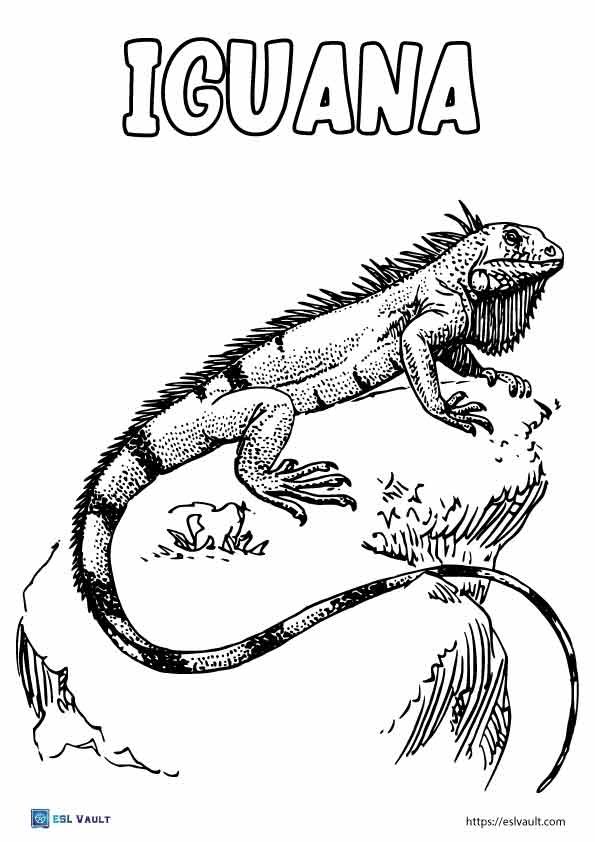 Realistic lizard coloring pages