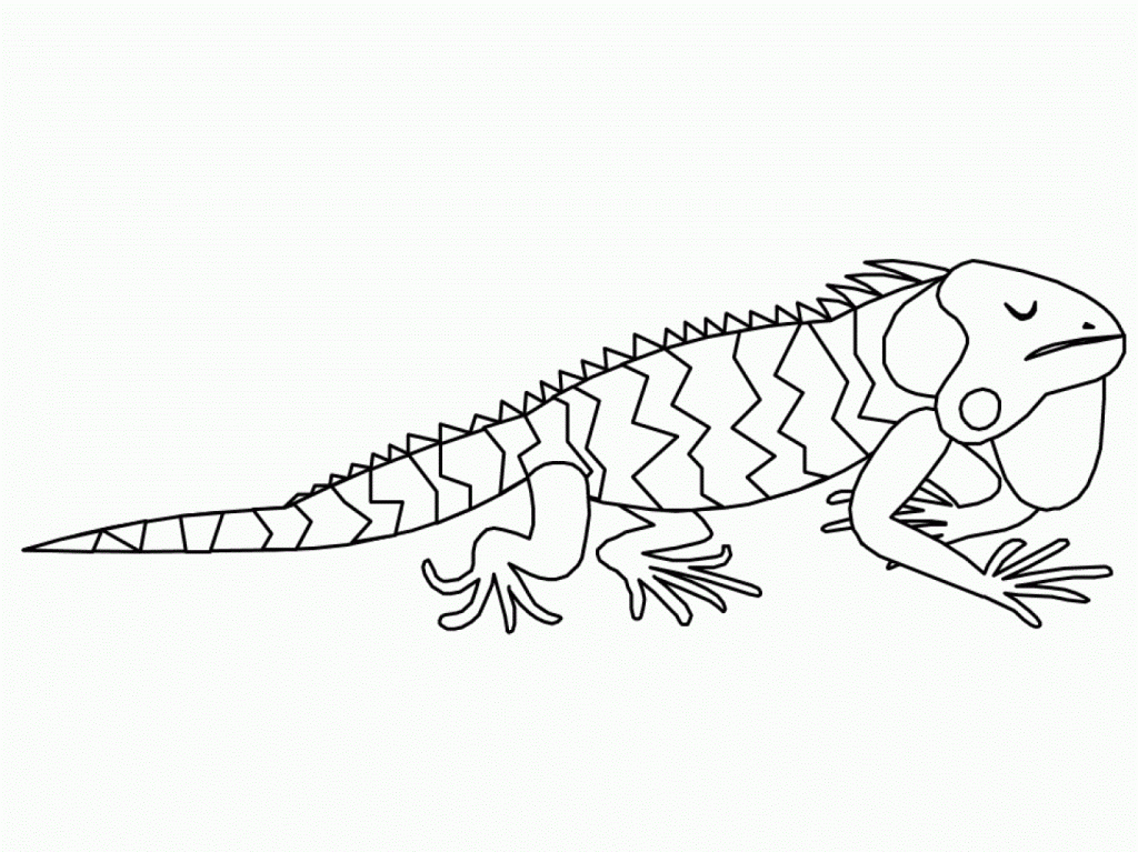 Free printable iguana coloring pages for kids animal coloring pages zoo animal coloring pages detailed coloring pages