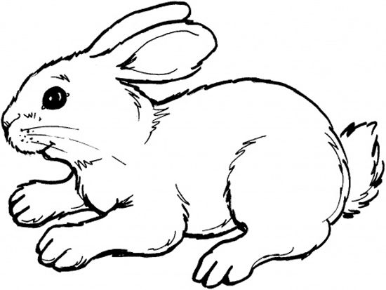 Dibujo de un conejo para colorear ausmalbilder tiere ausmalbild hase malvorlage hase