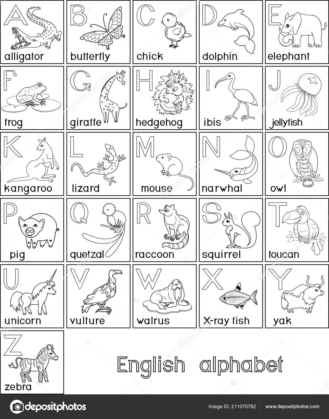 Pãgina para colorear alfabeto inglãs con imãgenes diferentes animales dibujos vector de stock por mariaflaya