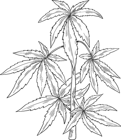 Marijuana plant coloring page free printable coloring pages