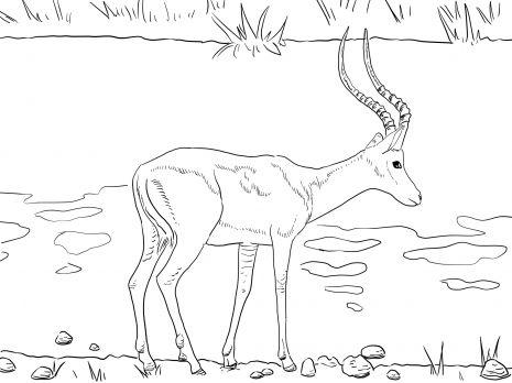 Realistic impala coloring page super coloring horse coloring pages antelope animal african animals