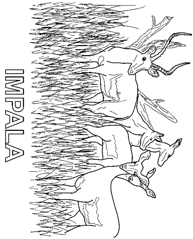 Impala coloring page