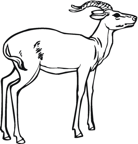 Impala coloring page free printable coloring pages