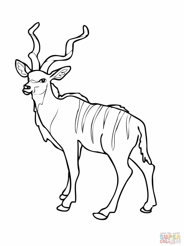 Letter k kudu