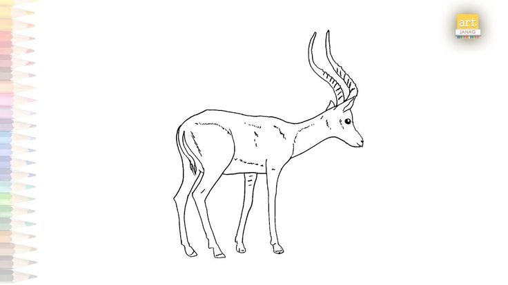 Realistic impala drawing easy african animals drawings how to draw impala step by step antelopes animal drawings african animals easy drawings