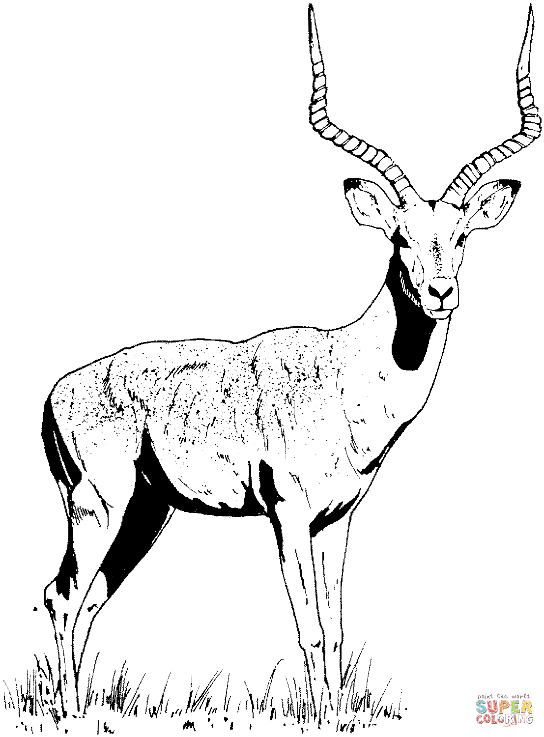 Impala gazelle animal coloring pages modern canvas art animal drawings