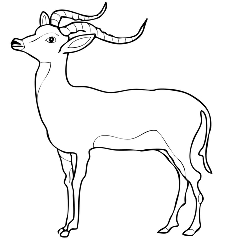 Impala coloring page free printable coloring pages