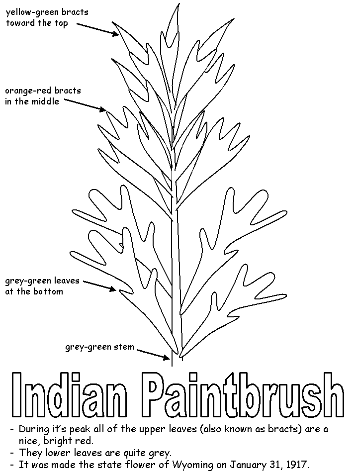 Legend of the indian paintbrush indian paintbrush flower coloring pages wyoming state