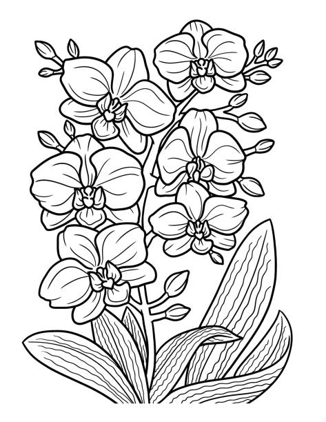 Indian paintbrush stock illustrations royalty