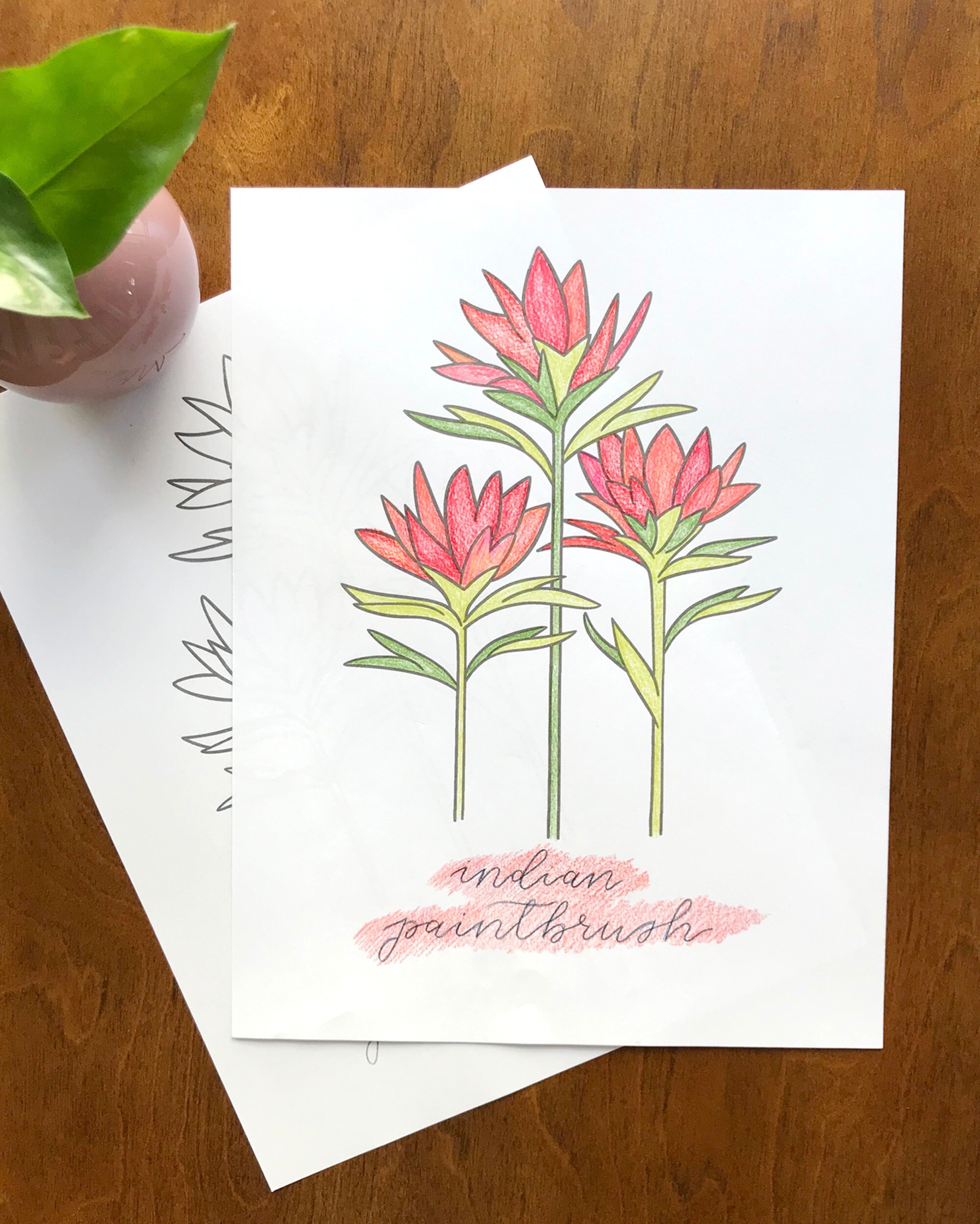 Indian paintbrush wildflower coloring page fun coloring activity printable flower coloring pages floral coloring sheets