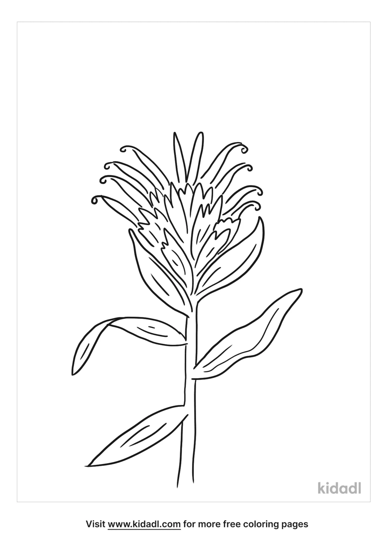 Free indian paintbrush coloring page coloring page printables