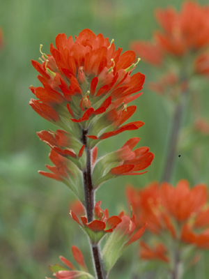 Indian paintbrush