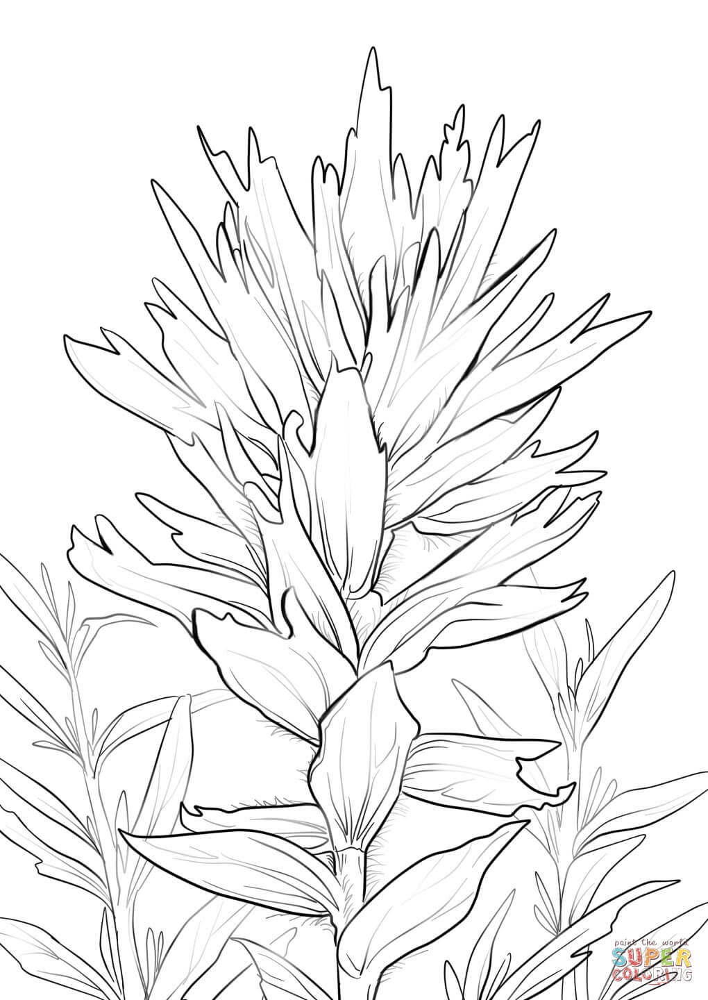 Wyoming indian paintbrush coloring page free printable coloring pages