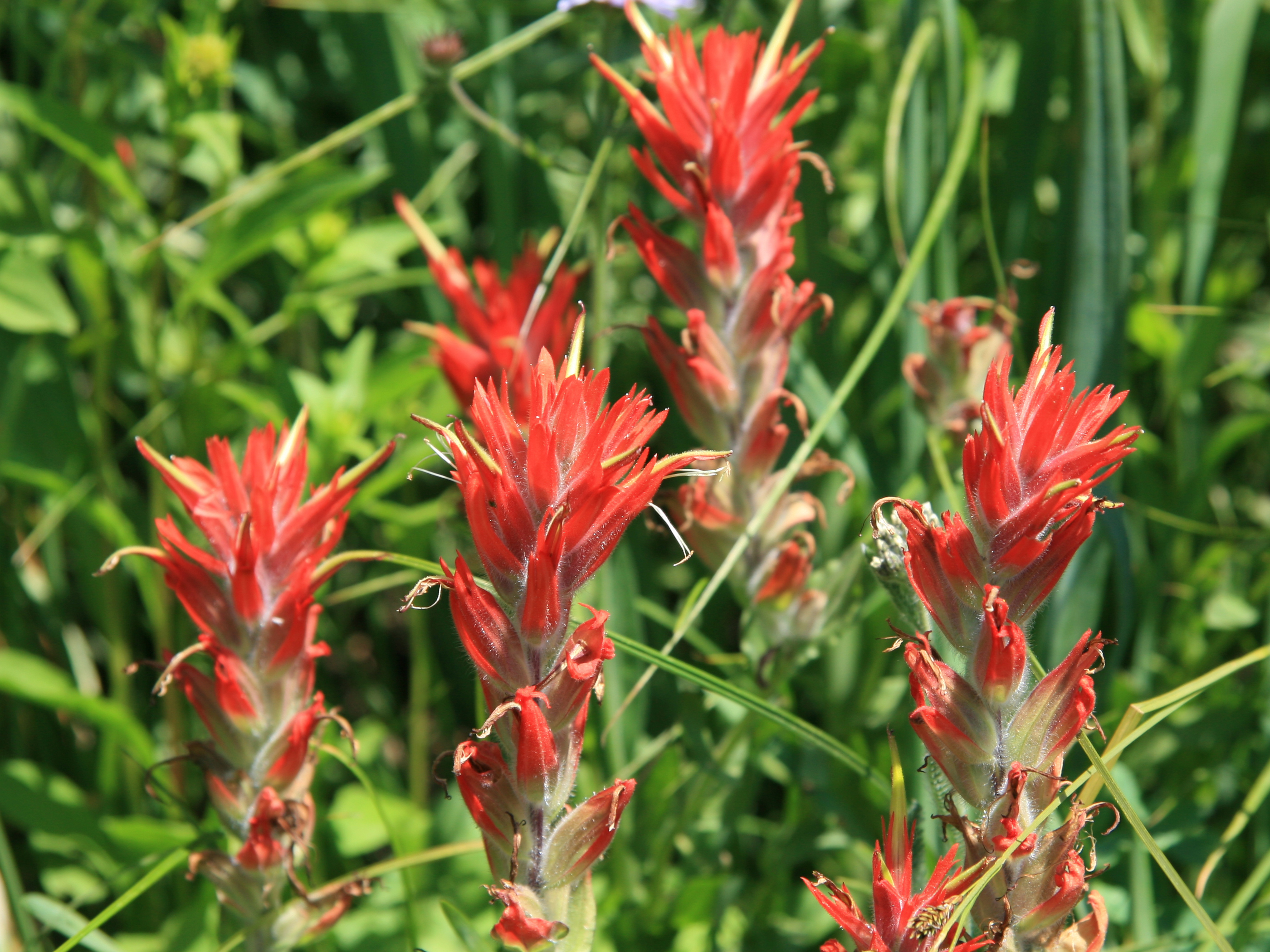 Indian paintbrush â a pretty parasite the olive tree