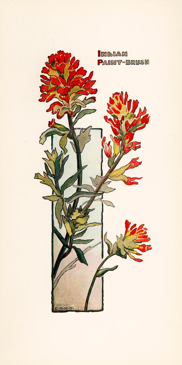 Indian paint brush ca by elisabeth m hallowell