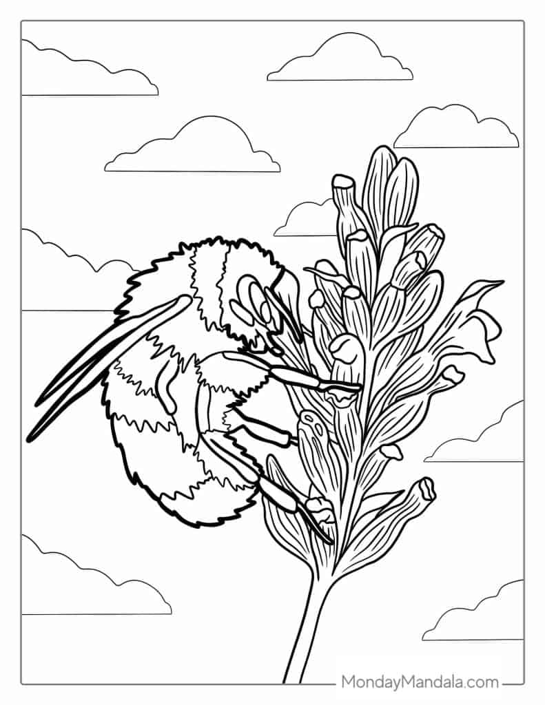 Bee coloring pages free pdf printables