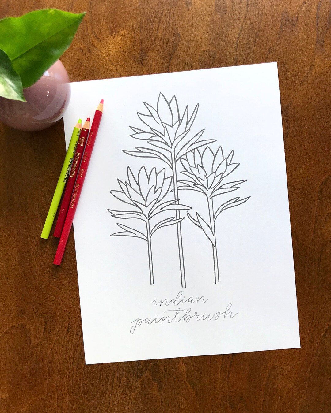 Indian paintbrush wildflower coloring page fun coloring activity printable flower coloring pages floral coloring sheets