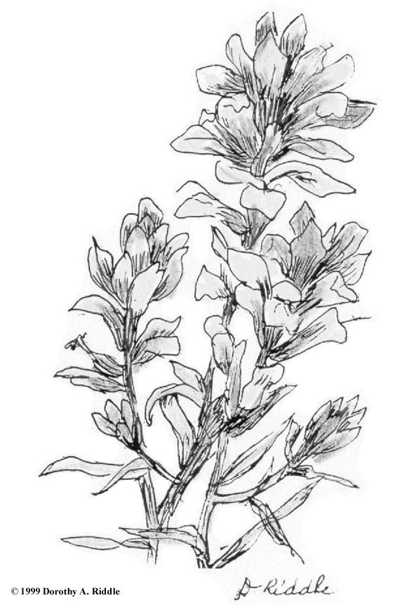 Flower coloring pages wildflower drawing indian paintbrush