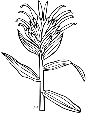Giant red indian paintbrush coloring page free printable coloring pages