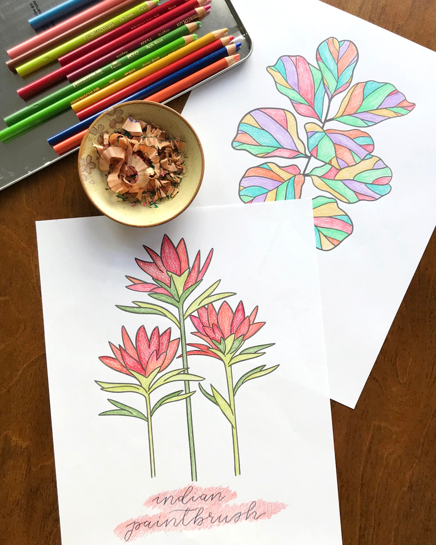 Indian paintbrush wildflower coloring page fun coloring activity printable flower coloring pages floral coloring sheets