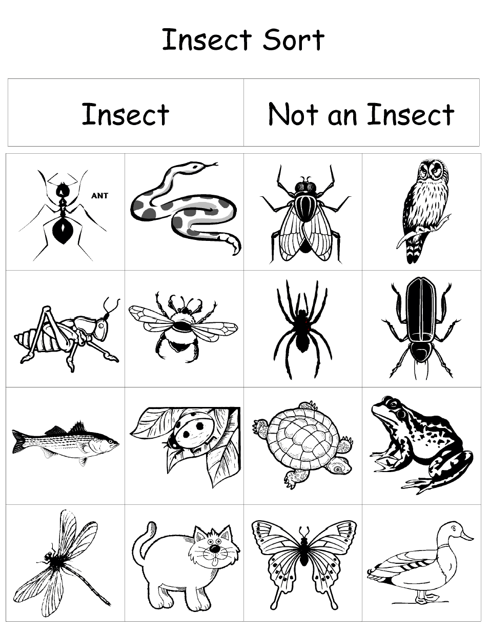 Insect sortpdf