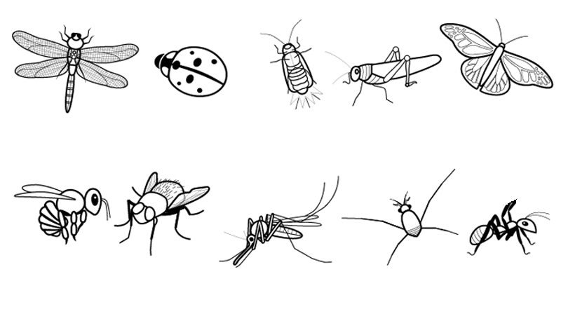 Insectos dibujo para colorear e imprimir