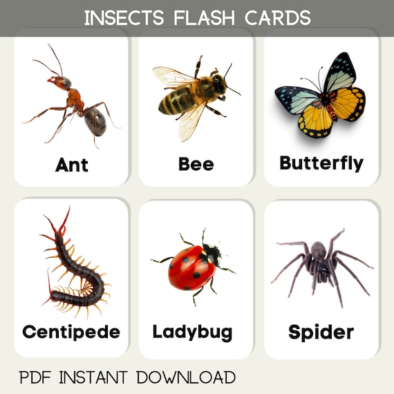 Insects flash cards children educational learning pdf printable cards download activity