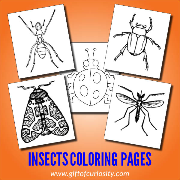 Insects coloring pages