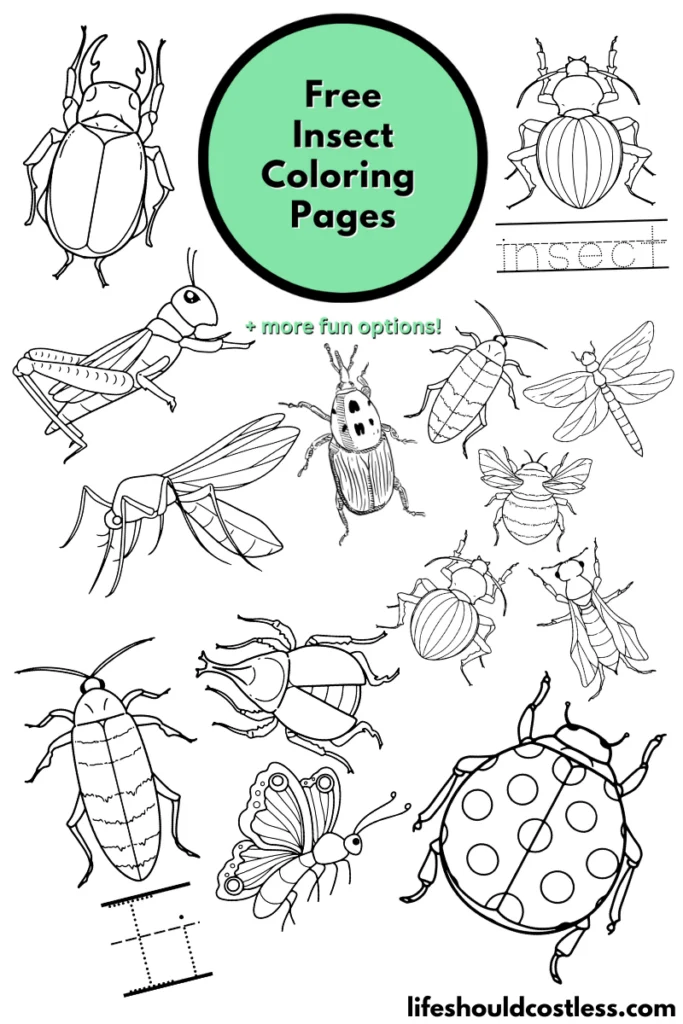 Insect coloring pages free printable pdf templates