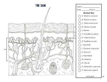 Immunity health coloring by the science connection tpt